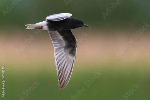 Witvleugelstern; White-winged Tern; Chlydonia leucopterus photo