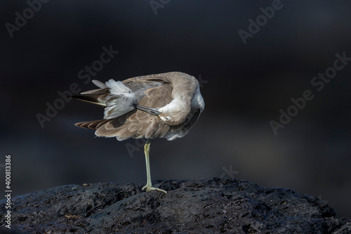 Willet; Western Willet; Tringa semipalmata photo