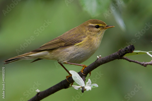 Fitis, Willow Warbler; Phylloscopus trochilus