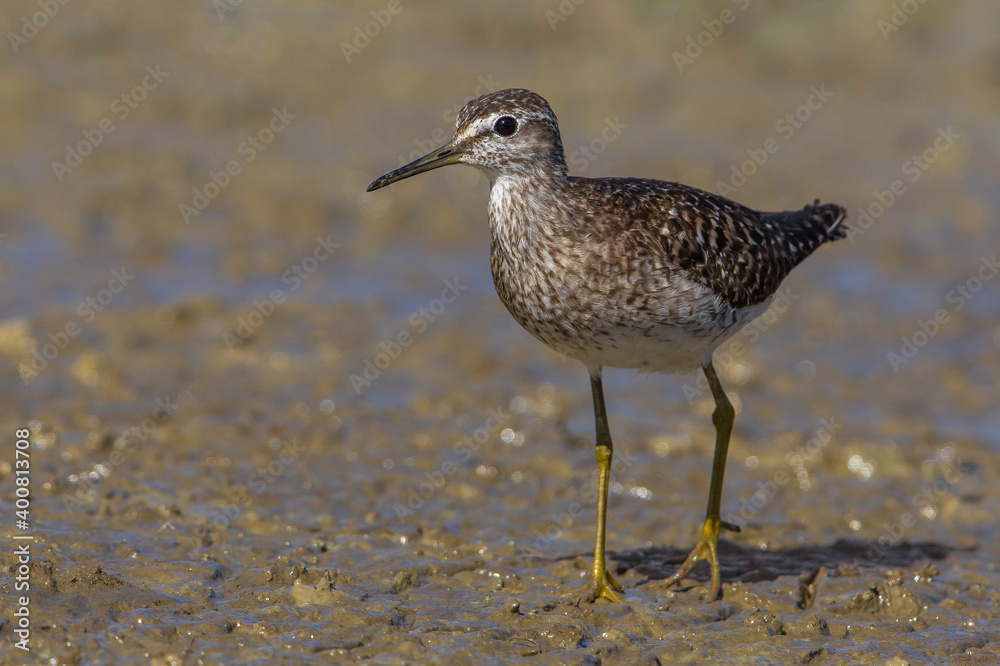 Bosruiter; Wood Sandpiper; Tringa glareola Bosruiter; Wood Sandpiper; Tringa glareola