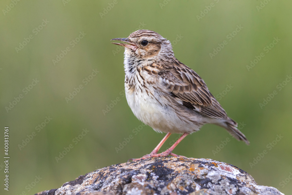 Boomleeuwerik; Woodlark; Lullula arborea ssp pallida