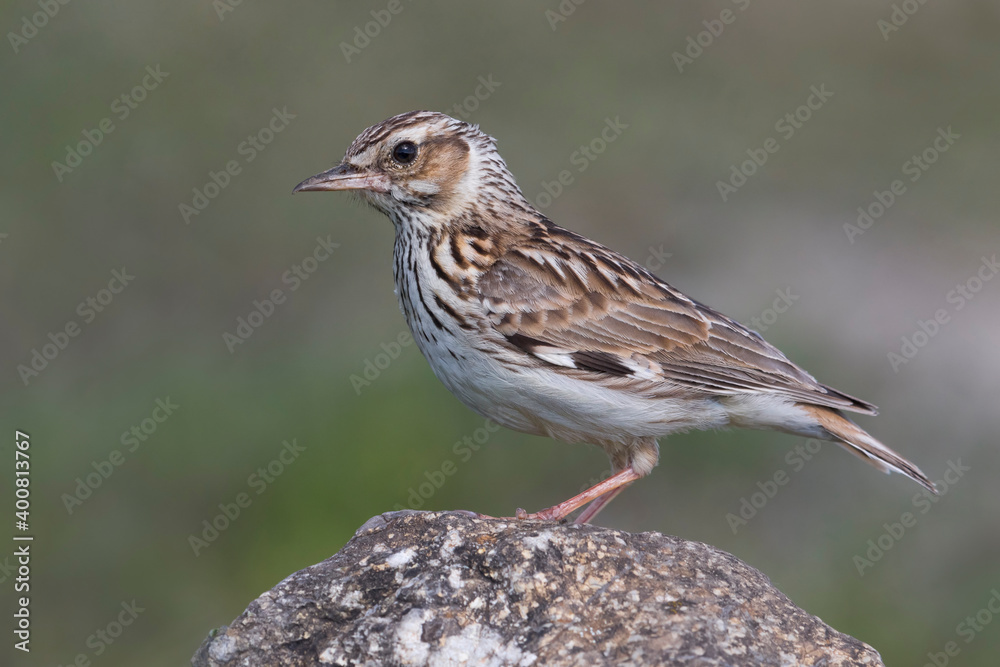 Fototapeta premium Boomleeuwerik; Woodlark; Lullula arborea ssp pallida