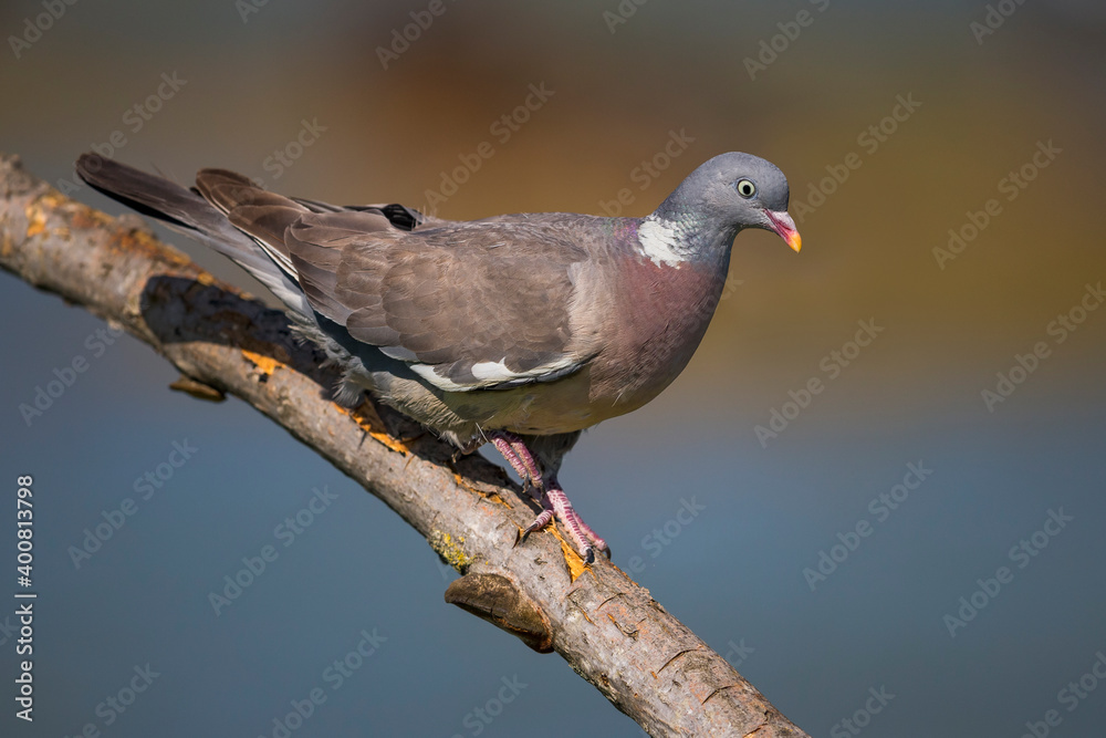 Houtduif; Common Wood Pigeon; Columba palumbus
