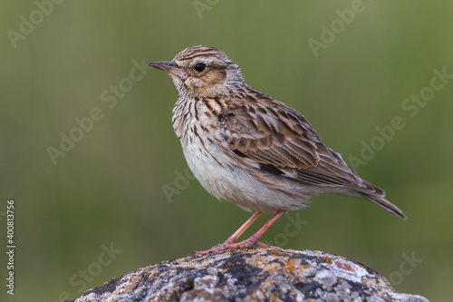 Boomleeuwerik  Woodlark  Lullula arborea ssp pallida © AGAMI