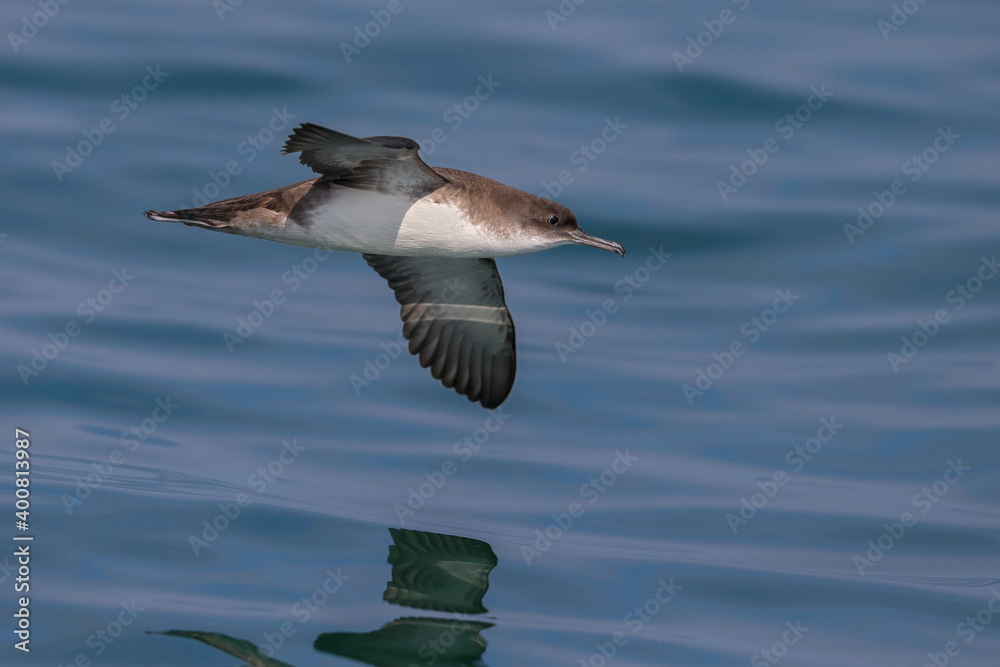 Yelkouanpijlstormvogel, Yelkouan Shearwater, Puffinus yelkouan Yelkouanpijlstormvogel, Yelkouan Shearwater, Puffinus yelkouan