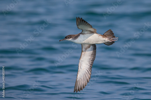 Yelkouanpijlstormvogel, Yelkouan Shearwater, Puffinus yelkouan