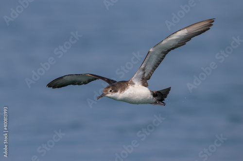 Yelkouanpijlstormvogel, Yelkouan Shearwater, Puffinus yelkouan © AGAMI