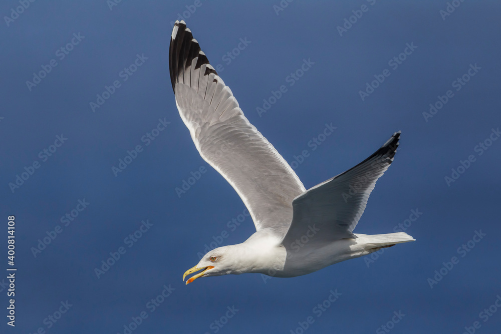 Geelpootmeeuw; Yellow-legged Gull; Larus michahellis Geelpootmeeuw; Yellow-legged Gull; Larus michahellis