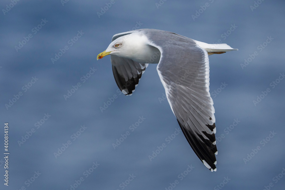 Geelpootmeeuw; Yellow-legged Gull; Larus michahellis Geelpootmeeuw; Yellow-legged Gull; Larus michahellis