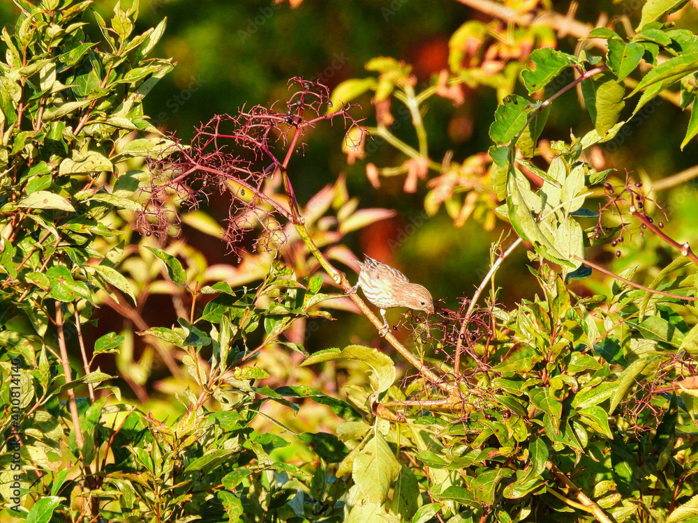 Female House Finch Bird Perched on a Brush Branch in the Morning Sun Picks at Berries Next to Her with Green Foliage and Fruit in the Background