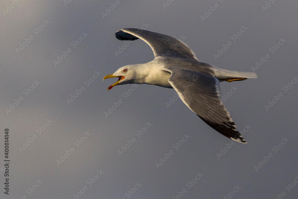 Geelpootmeeuw; Yellow-legged Gull; Larus michahellis Geelpootmeeuw; Yellow-legged Gull; Larus michahellis