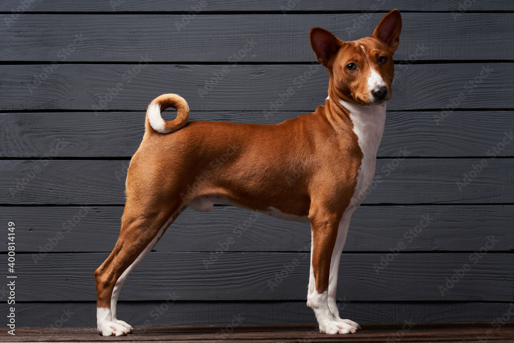 Studio shot of Basenji dog standing in posture on white boxes Studio shot of Basenji dog standing in posture on white boxes