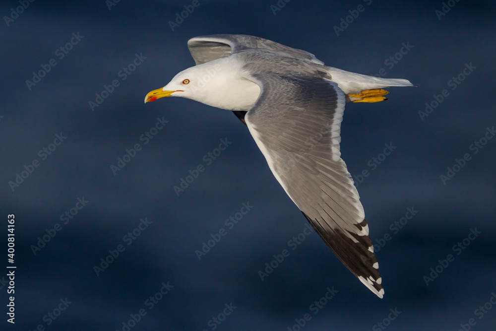 Geelpootmeeuw; Yellow-legged Gull; Larus michahellis Geelpootmeeuw; Yellow-legged Gull; Larus michahellis
