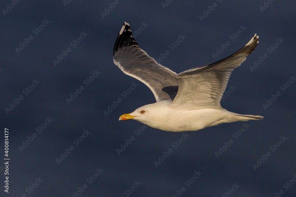 Geelpootmeeuw; Yellow-legged Gull; Larus michahellis Geelpootmeeuw; Yellow-legged Gull; Larus michahellis