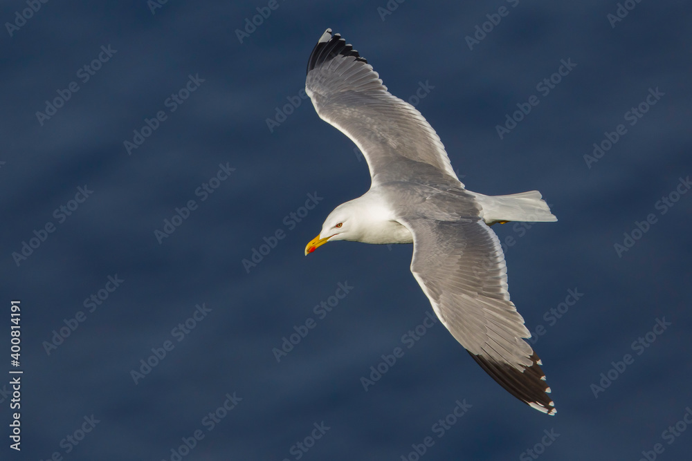 Geelpootmeeuw; Yellow-legged Gull; Larus michahellis Geelpootmeeuw; Yellow-legged Gull; Larus michahellis
