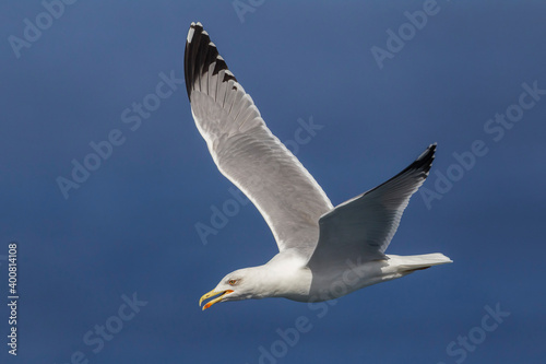 Geelpootmeeuw  Yellow-legged Gull  Larus michahellis