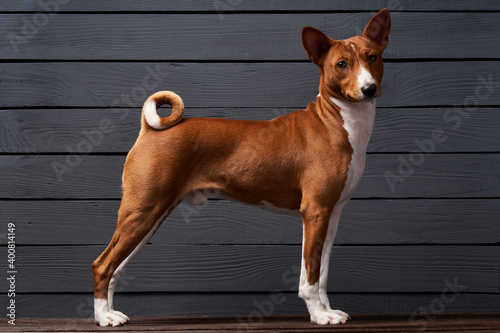 Studio shot of Basenji dog standing in posture on white boxes