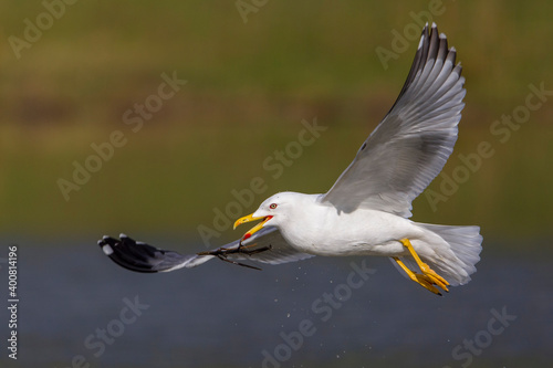 Geelpootmeeuw  Yellow-legged Gull  Larus michahellis © AGAMI