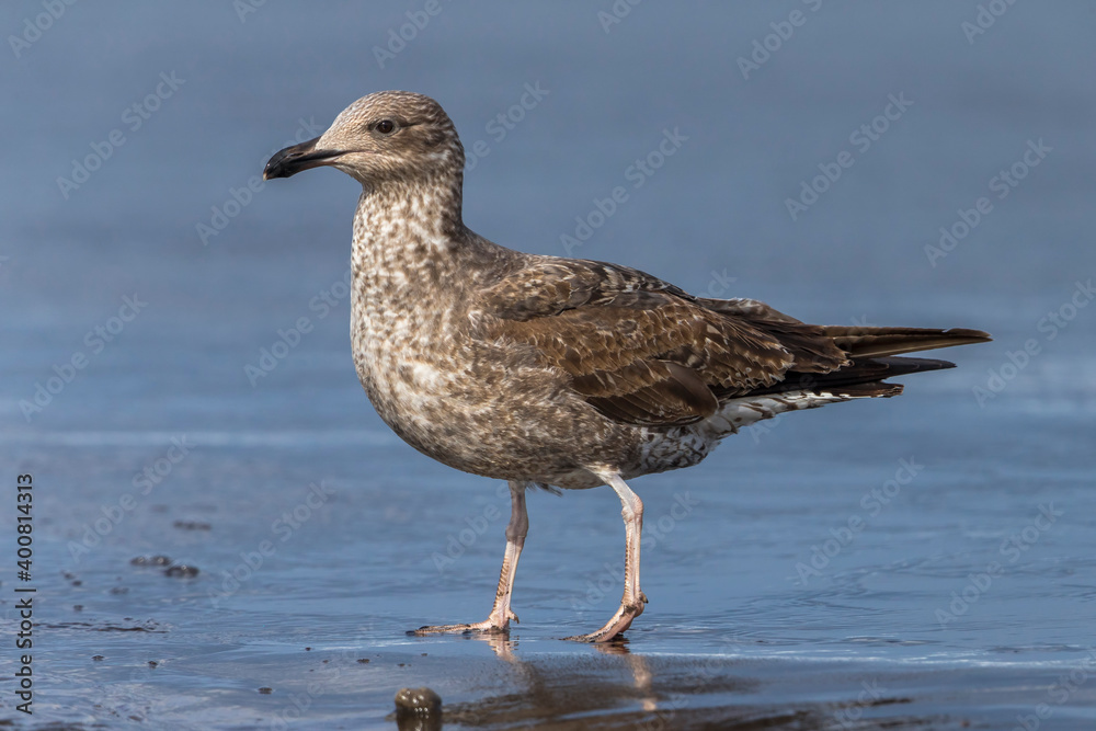 Azoren Geelpootmeeuw; Azores Yellow-legged Gull; Larus michahellis ssp atlantis Azoren Geelpootmeeuw; Azores Yellow-legged Gull; Larus michahellis ssp atlantis