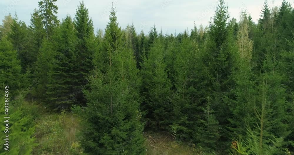 Flying fast between green spruce trees in wild forest drone shot aerial view Flying fast between green spruce trees in wild forest drone shot aerial view