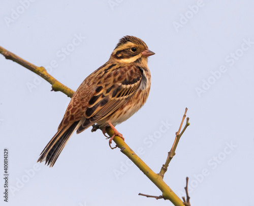 Bosgors; Rustic Bunting; Emberiza rustica photo