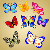Vector illustration. Set of realistic vector butterflies. Collection of vintage elegant illustrations of butterflies. 