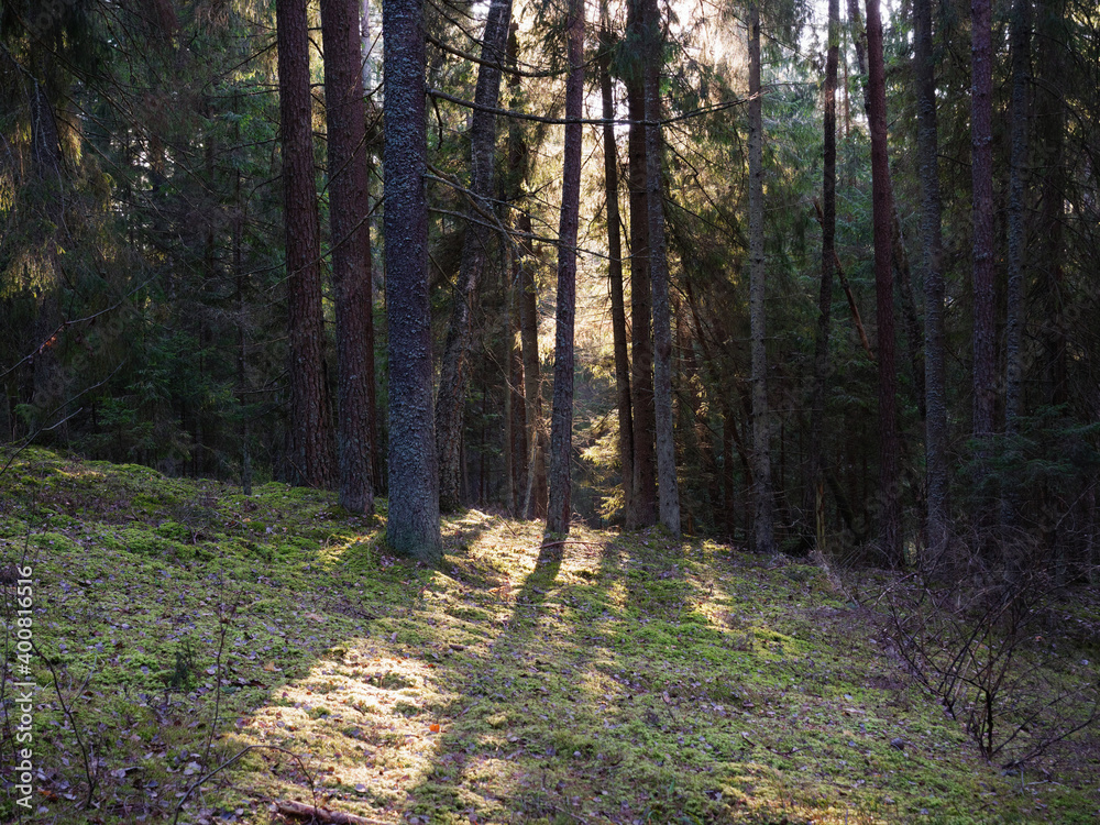 Obraz premium old dark fir forest sun shining through branches