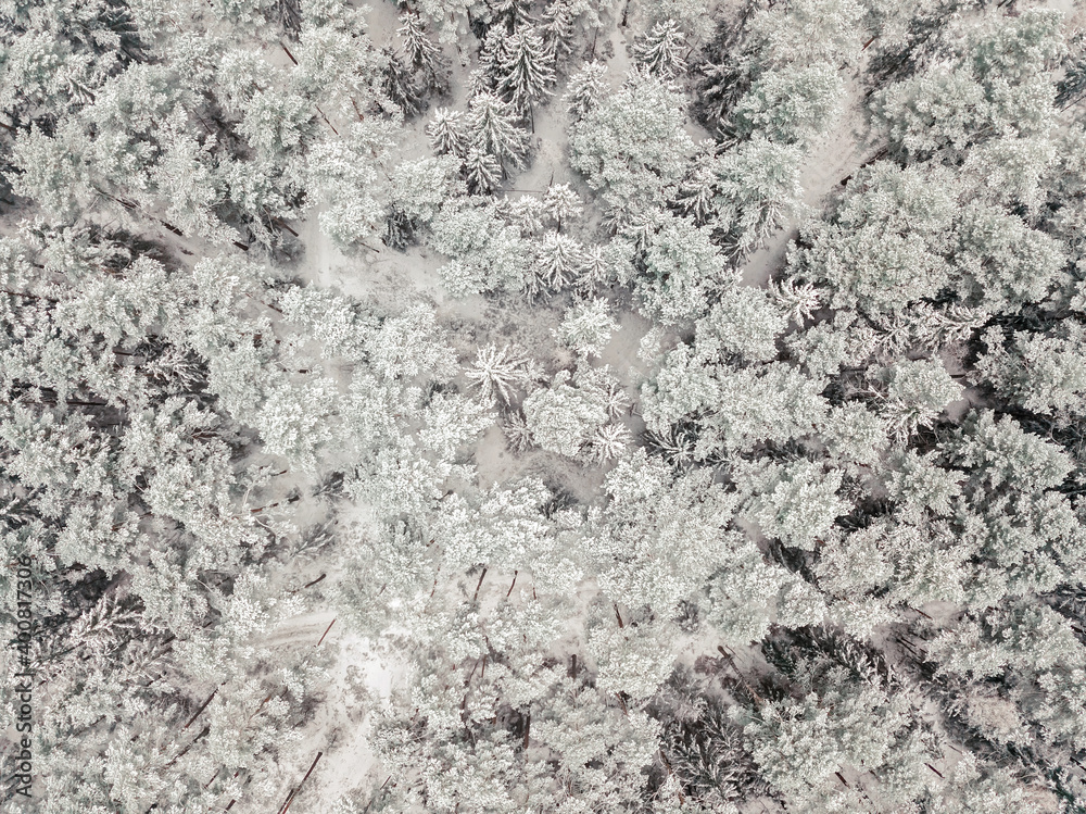 Aerial view of a snow-covered evergreen forest after a snowfall. Tops of coniferous trees in the snow, view from a drone.