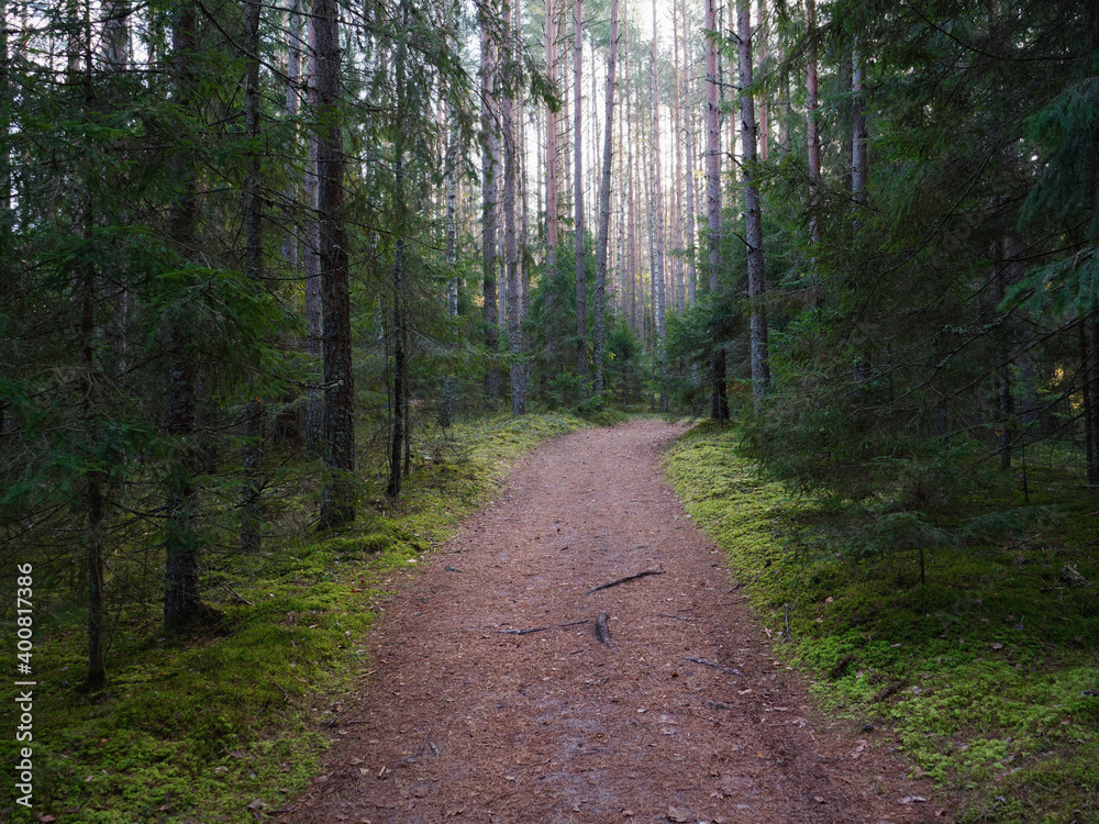 narrow winding trail in a dark forest among fir trees narrow winding trail in a dark forest among fir trees