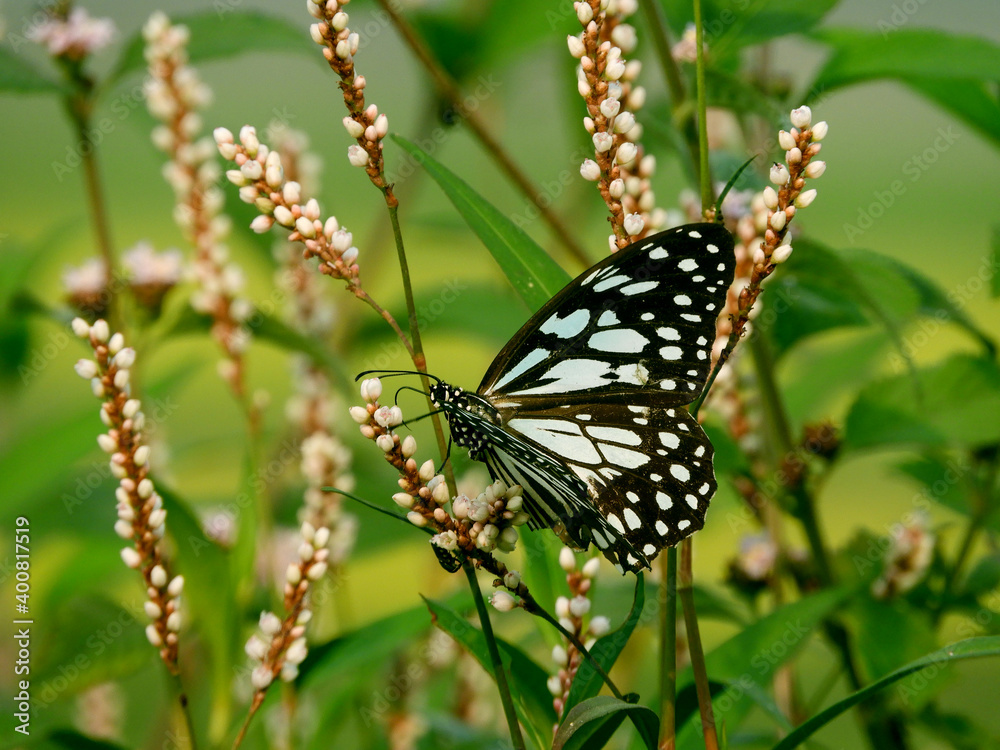 Beautiful butterfly on wildflower view. Macro close up view butterfly on soft green background. Elegant amazing rural artistic image. Beautiful butterfly on wildflower view. Macro close up view butterfly on soft green background. Elegant amazing rural artistic image.