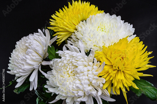 Bouquet of white and yellow chrysanthemums on a black background