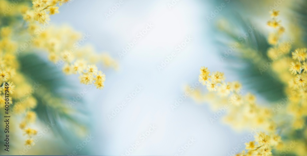 spring mimosa flower. Frame image with soft selected focus. Spring, 8th of march, easter greetings card spring mimosa flower. Frame image with soft selected focus. Spring, 8th of march, easter greetings card