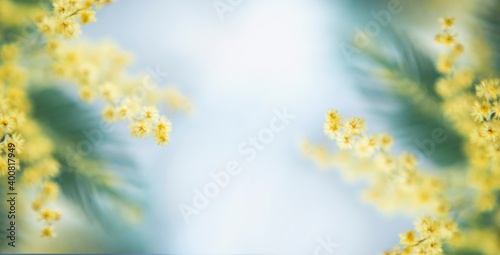 Photography spring mimosa flower