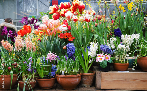 First spring flowers in greenhouse - hyacinths, tulips, crocuses, primroses in pots, selective focus