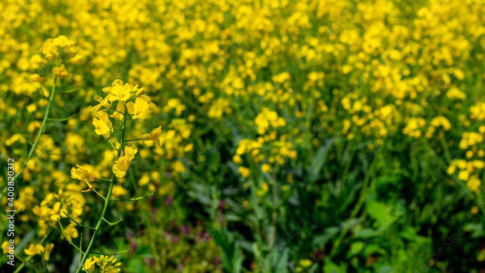 Spring background with yellow rapeseed flowers, rapeseed blossoms