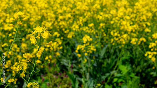 Spring background with yellow rapeseed flowers  rapeseed blossoms