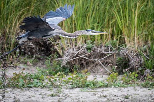Great Blue Heron in flight over a marsh in the St. Lawrence River