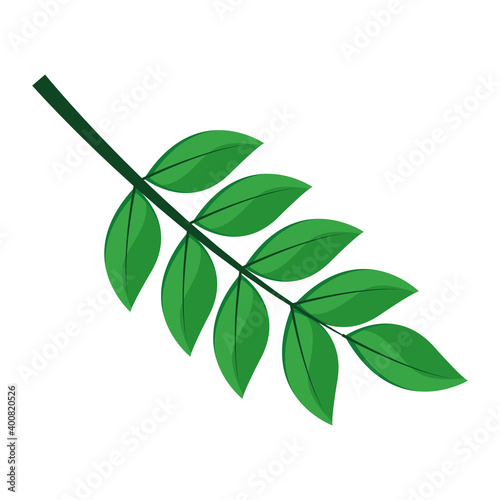 leaf plant with pinnate form flat style icon vector illustration design