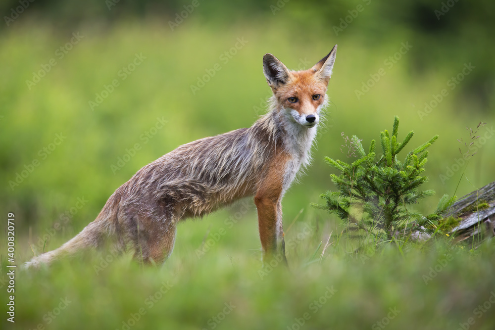 Skinny red fox, vulpes vulpes, standing on meadow in summer nature. Lean orange predator looking to the camera on grassland. Wild fured animal watching on green meadow next to conifer
