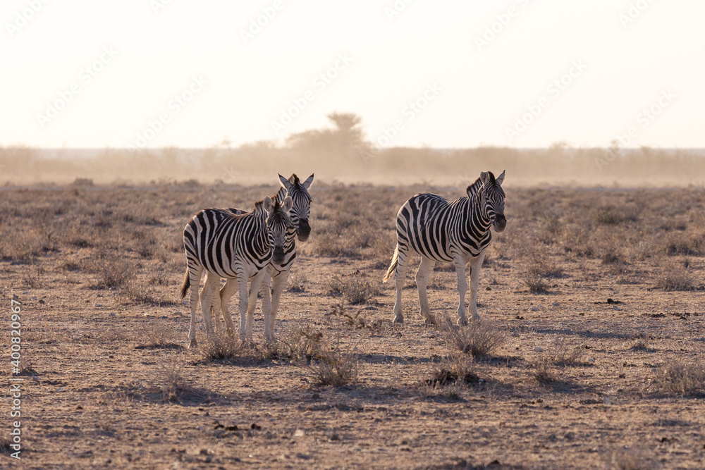 Obraz premium Etosha, Namibia, June 18, 2019: Several zebras stand in the middle of the desert, in the background shrubbery in the haze