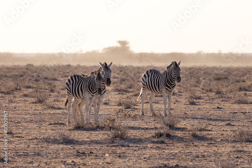 Etosha, Namibia, June 18, 2019: Several zebras stand in the middle of the desert, in the background shrubbery in the haze