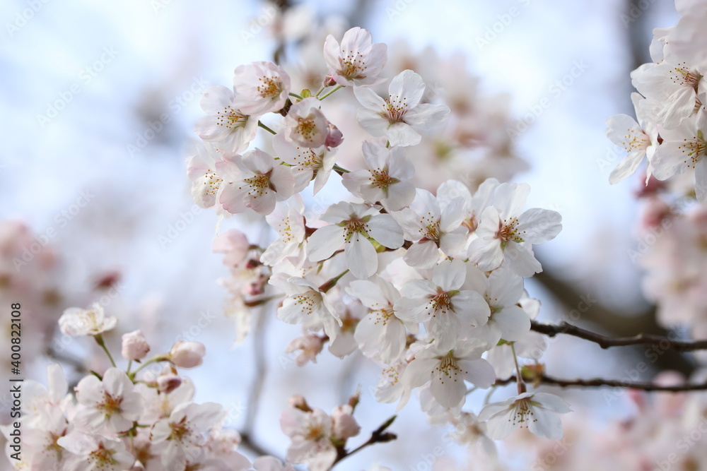 春の象徴 春の象徴