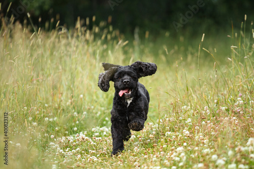 cute spaniel type black and white dog running happily with a tongue out towards the camera on a path on a green meadow in the summer