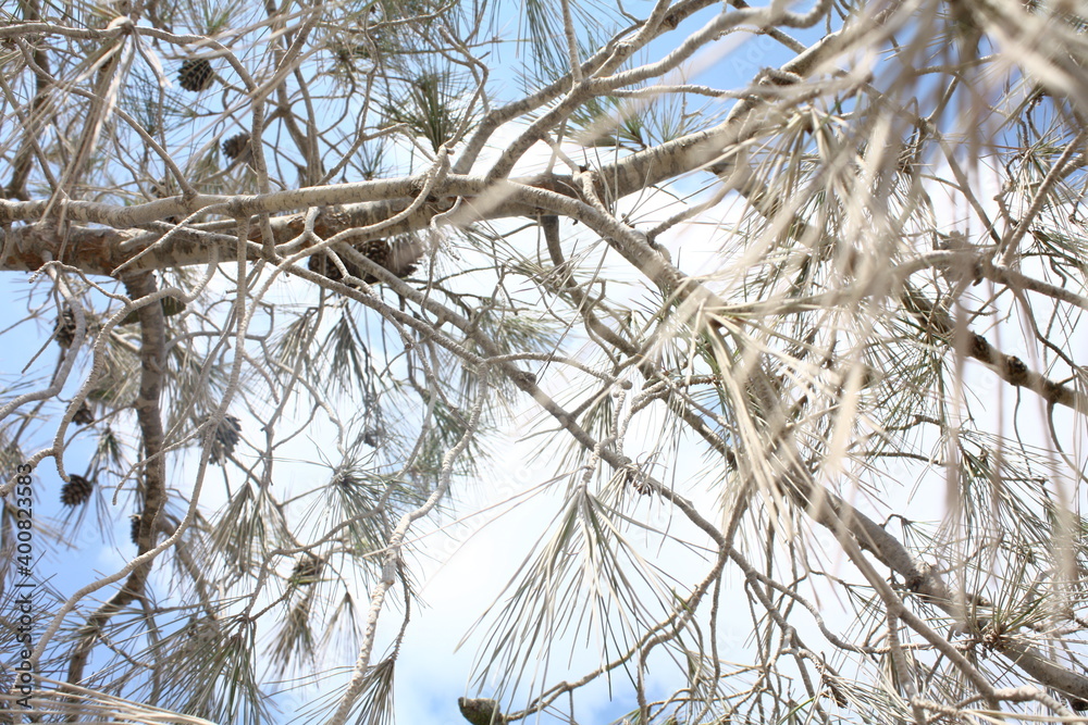 branches of a tree branches of a tree