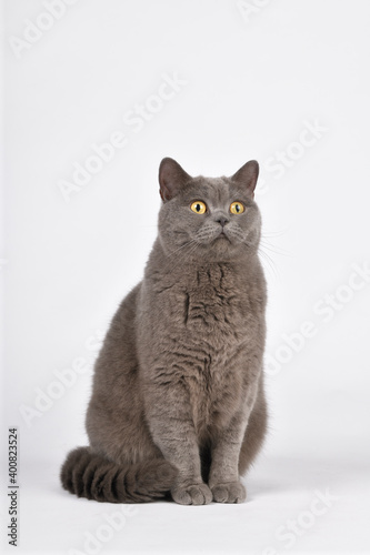 British Blue Shorthair Cat sitting © PetrDolejsek