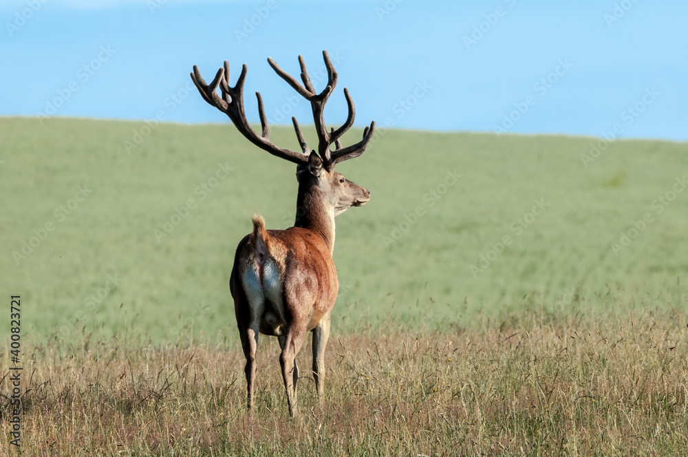 Fototapeta premium Red Deer (Cervus elaphus)