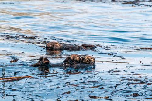 Sea Otter (Enhydra lutris) at Chowiet Island, Semidi Islands, Alaska, USA