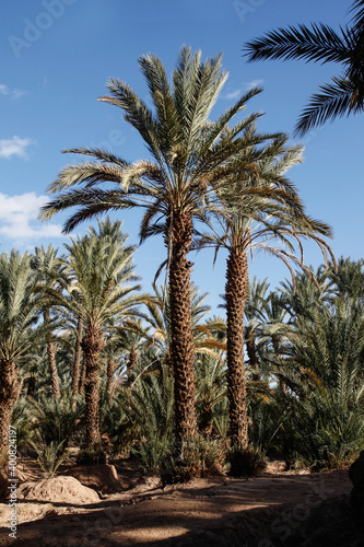 Palmy daktylowe w oazie dolina rzeki Draa, Maroko, 2917 r. © studio291