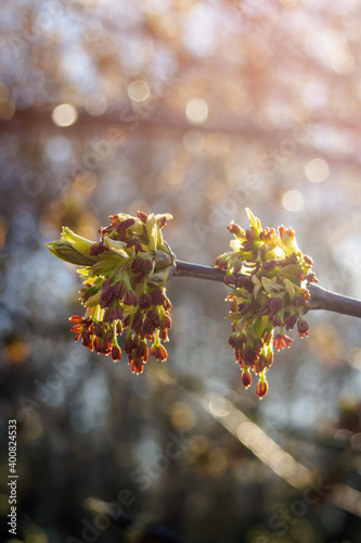 Close-up Acer negundo flowers against sunshine in springtime. Vertical view, copy space for text.