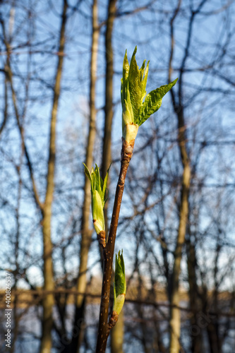 Close-up branch Prunus padus with young green leaves in spring day. Vertical view.